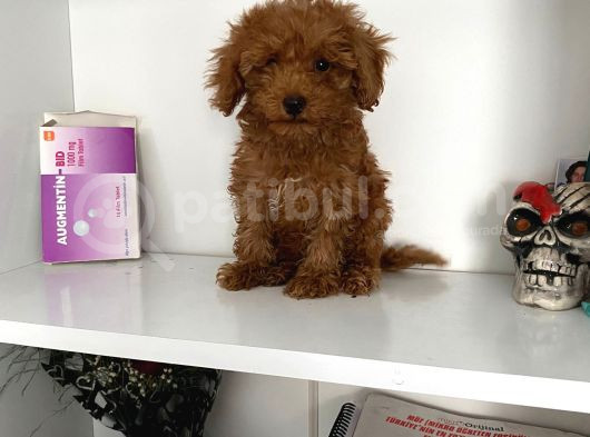 Evde Bakılan Orjinal Toy Poodle Bebeklerim görsel