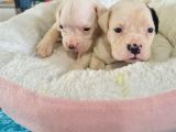 En Iyi Bekçi Köpeği A Secereli Dev Amerikan Bulldog