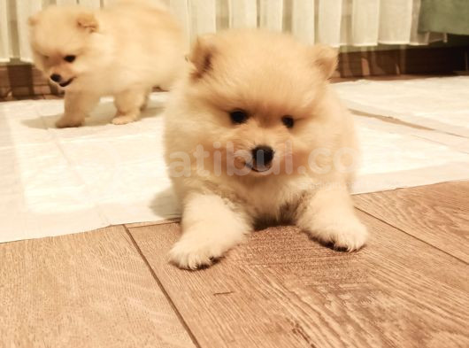 Ayı Surat Ev Üretimi Tuvalet Eğitimli Pomerian Boo görsel