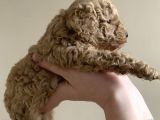 Toy Poodle Yavruları