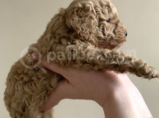 Toy Poodle Yavruları görsel