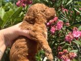 Toy Poodle Yavruları