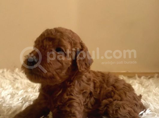 Toy Poodle Yavruları görsel