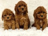 Kahve Tonlu Mini Boy Puppy Sevimli Yavrular Malti̇po Ci̇nsi̇ 
