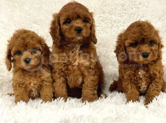 Kahve Tonlu Mini Boy Puppy Sevimli Yavrular Malti̇po Ci̇nsi̇  görsel