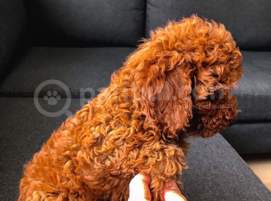 Poodle Red Toy Poodle görsel