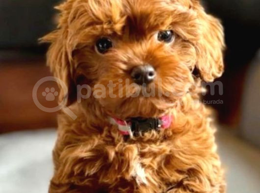 Kıpkırmızı Red Tooy Poodle Sevimli Yavrular  görsel