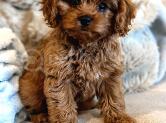 Kahve Tonlu Mini Boy Puppy Sevimli Yavrular Malti̇po Ci̇nsi̇ 