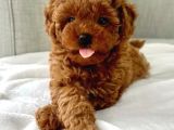 Kıpkırmızı Red tooy poodle sevimli yavrular 