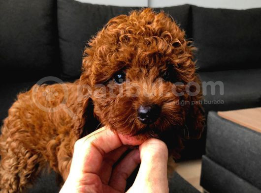 Poodle Red Toy Poodle