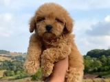 Kahve Tonlu Mini Boy Puppy Sevimli Yavrular Malti̇po Ci̇nsi̇ 