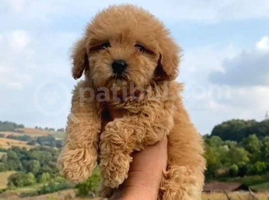 Kahve Tonlu Mini Boy Puppy Sevimli Yavrular Malti̇po Ci̇nsi̇  görsel