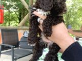 Orjinal Anne Baba Italyan Lagotto Romagnolu Yavrular
