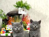 Safkan Sevecen Bri̇ti̇sh Shorthai̇r Yavrumuz
