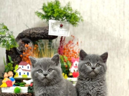 Safkan Sevecen Bri̇ti̇sh Shorthai̇r Yavrumuz görsel