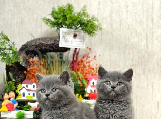 Safkan Sevecen Bri̇ti̇sh Shorthai̇r Yavrumuz görsel