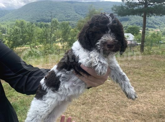 Orjinal Anne Baba Italyan Lagotto Romagnolu Yavrular görsel