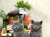 SAFKAN SEVECEN BRİTİSH SHORTHAİR YAVRUMUZ