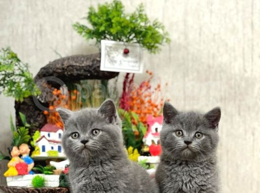 Safkan Sevecen Bri̇ti̇sh Shorthai̇r Yavrumuz