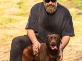 Show Line Secereli Labrador Retriever