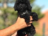 Orjinal Siyah Toy Poodle Yavrularımız