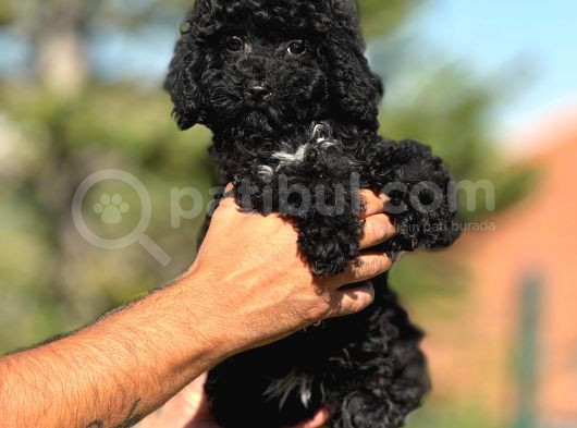 Orjinal Siyah Toy Poodle Yavrularımız görsel