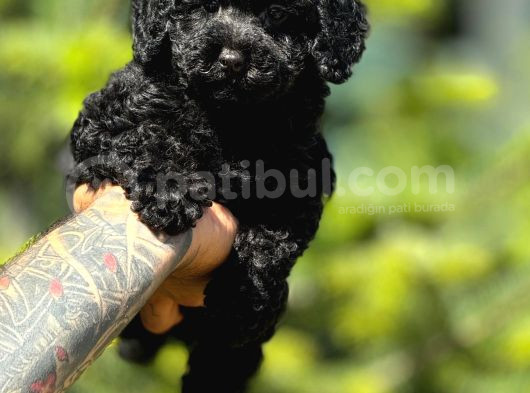 Orjinal Siyah Toy Poodle Yavrularımız görsel