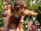 2 aylık maltipoo
