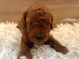 Kore poodle 0 numara