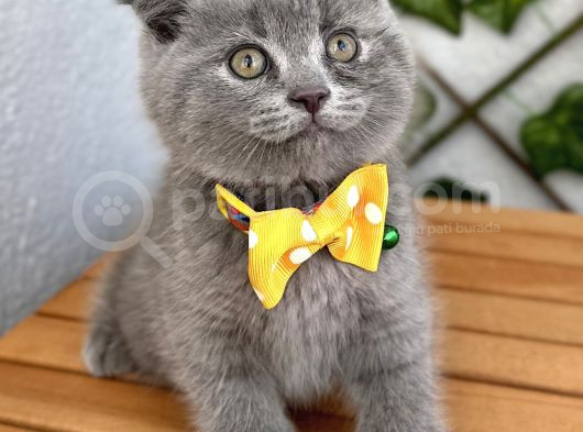 Panda Suratlı Erkek Scottish Fold Bebemiz