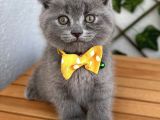 Panda Suratlı Erkek Scottish Fold Bebemiz
