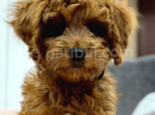 Red braw kıpkırmızı ev üretimi TOOY POODLE 