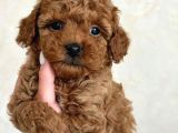 Mini boy puppy kıpkırmızı Red TOOY POODLE 