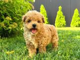 Kahve tonlu mini boy puppy sevimli yavrular MALTİPO CİNSİ 