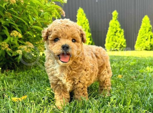 Kahve Tonlu Mini Boy Puppy Sevimli Yavrular Malti̇po Ci̇nsi̇ 