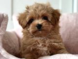 Kahve tonlu mini boy puppy sevimli yavrular MALTİPO CİNSİ 