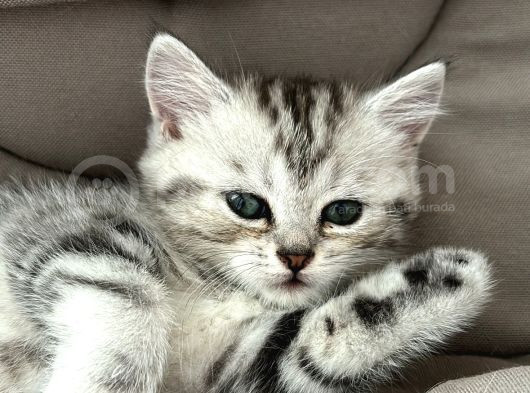 Ücretsiz Cins Kedi Sahiplendirme görsel