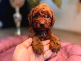 En Akıllı Apartman Köpeği A Scrli̇ Toy Poodle