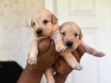 Bebek Yüzlü Golden A Kali̇te Irk