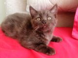 Nadir Renk Erkek Çikolata British Shorthair 
