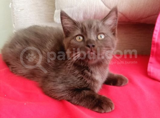 Nadir Renk Erkek Çikolata British Shorthair  görsel