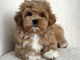 Kahve tonlu mini boy puppy sevimli yavrular MALTİPO CİNSİ 