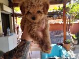 Orijinal Teacup red erkek poodle