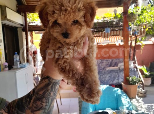 Orijinal Teacup Red Erkek Poodle