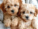Kahve tonlu mini boy puppy sevimli yavrular MALTİPO CİNSİ 