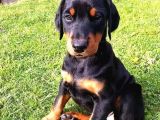 Arkadaşınız Doberman Yavru Erkek Ve Disi