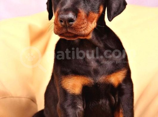 Arkadaşınız Doberman Yavru Erkek Ve Disi görsel
