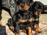 Arkadaşınız Doberman Yavru Erkek Ve Disi