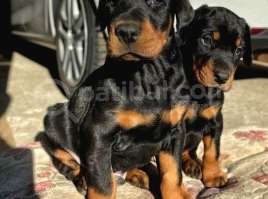Arkadaşınız Doberman Yavru Erkek Ve Disi görsel