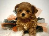Kıpkırmızı Red Tooy Poodle Sevimli Yavrular 